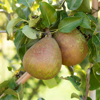 Poirier Doyenné du Comice - Pyrus communis Doyenné du Comice - Bakker