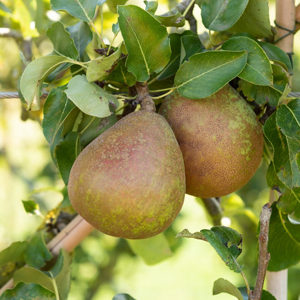 Poirier Doyenné du Comice - Pyrus communis Doyenné du Comice - Bakker
