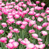 10 Tulipes à fleur pivoine Pompon rose - Bakker.com | France