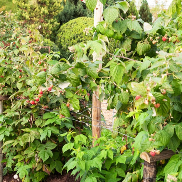 2 Framboisiers remontant Sumo 2 - Rubus idaeus Sumo 2 - Bakker