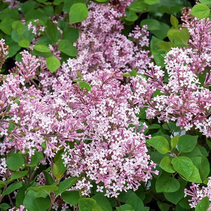 Lilas Prince Charmant - Syringa microphylla Prince Charming - Bakker