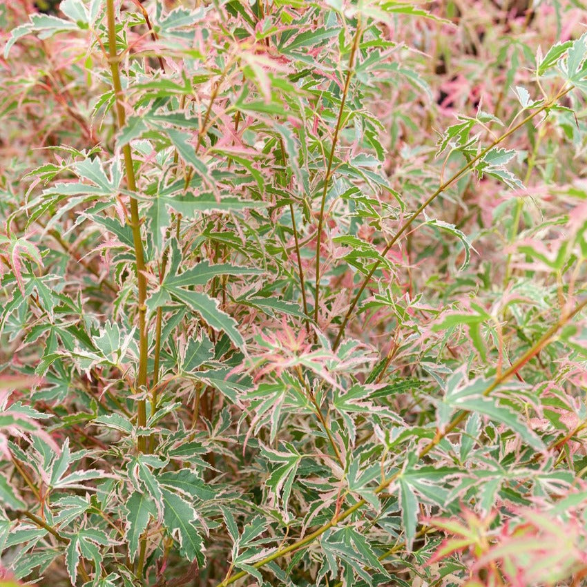 Érable du Japon - Erable Taylor - Acer palmatum Taylor