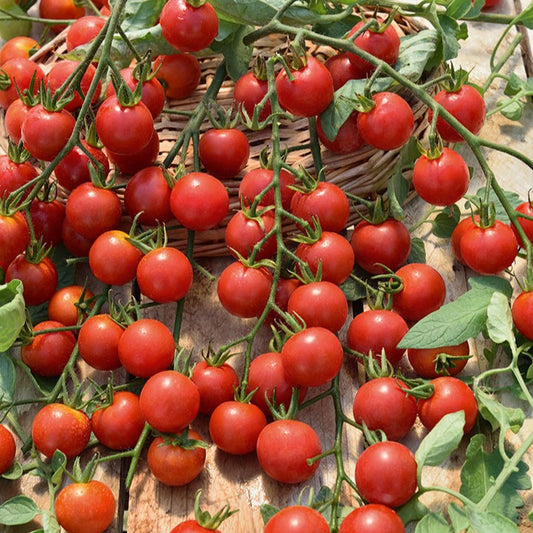 Plant Tomate Cerise Rouge Supersweet 100 - Bakker