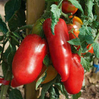 Plant Tomate Andine cornue - Bakker.com | France