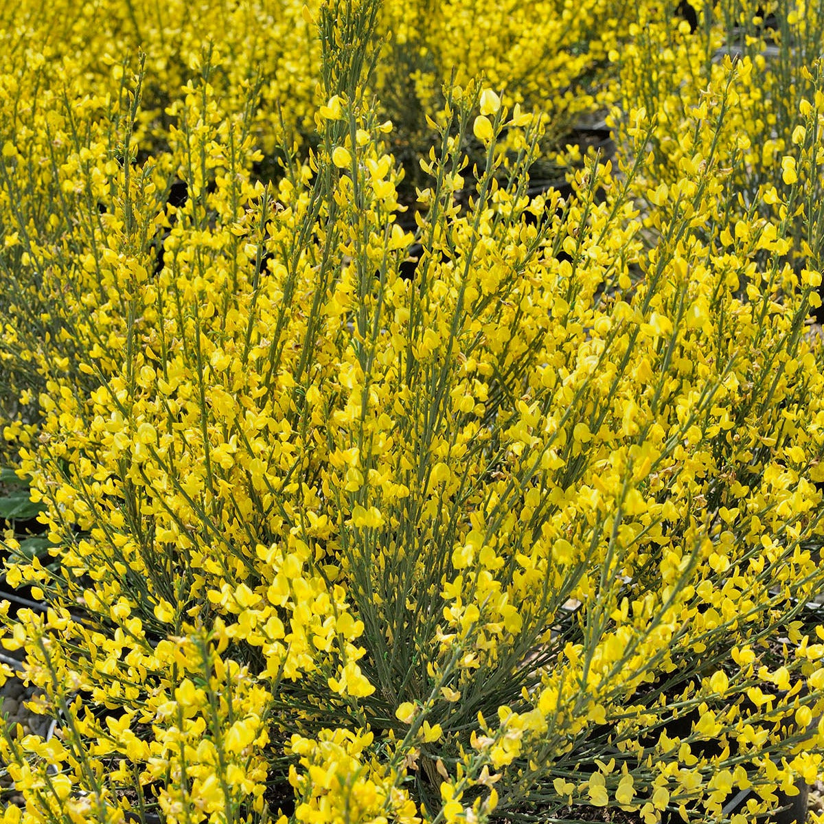 Genêt jaune - Cytisus praecox Allgold - Bakker