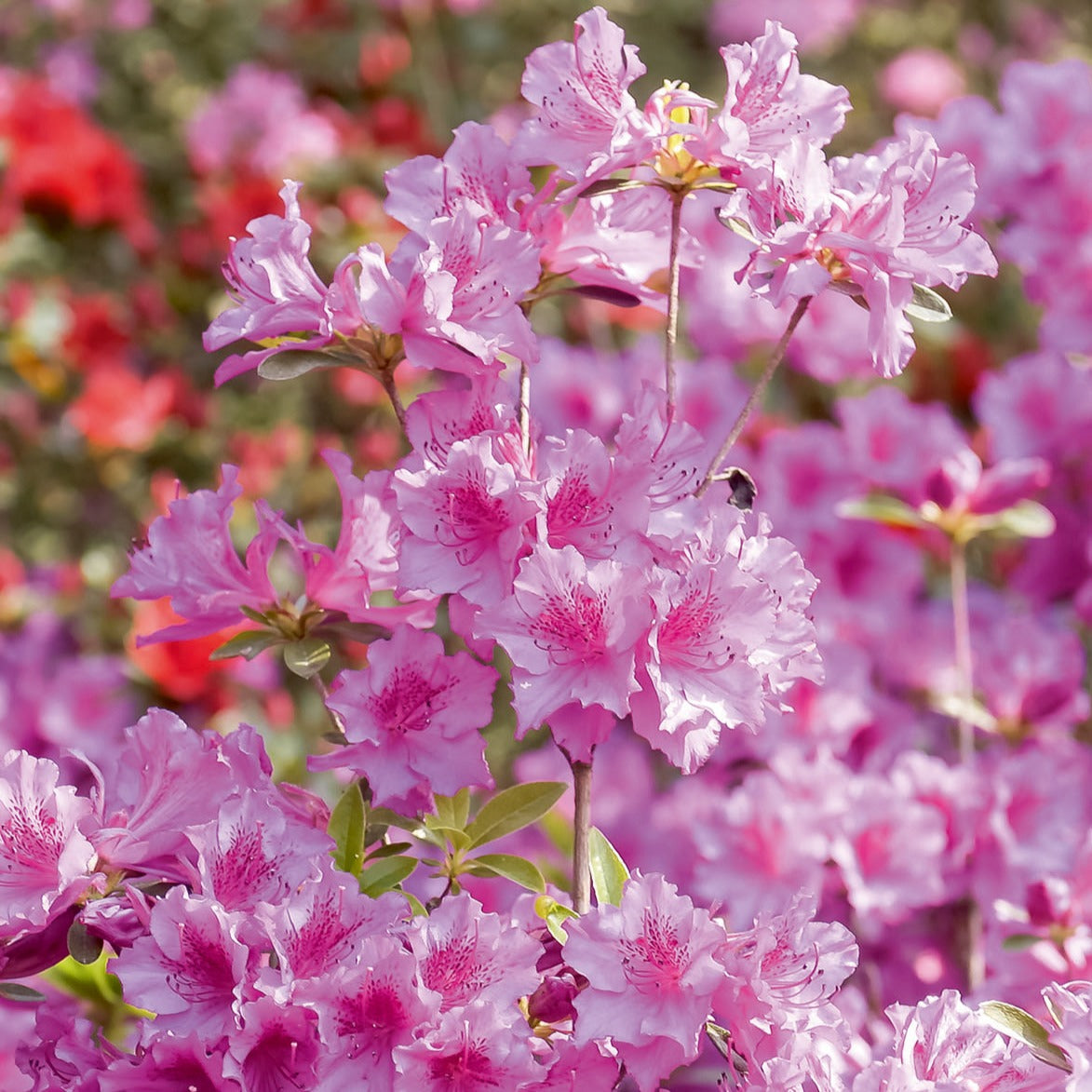 Azalée du Japon rose - Bakker