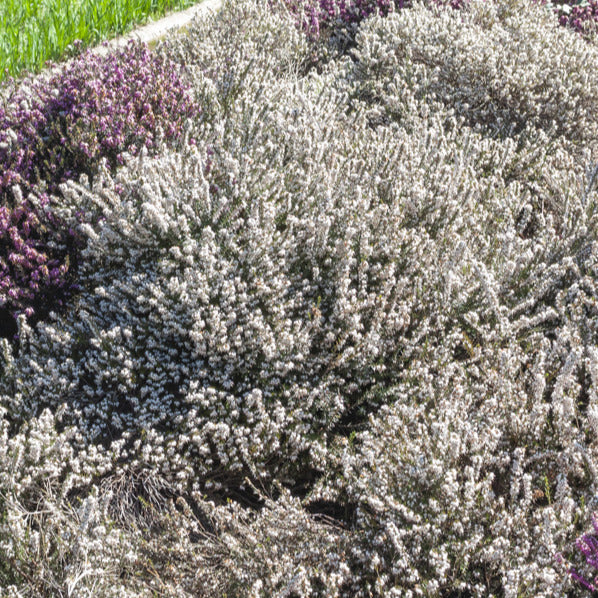 Bakker - Bruyère d'hiver  Snow Queen - Erica carnea snow queen - Plantes d'extérieur