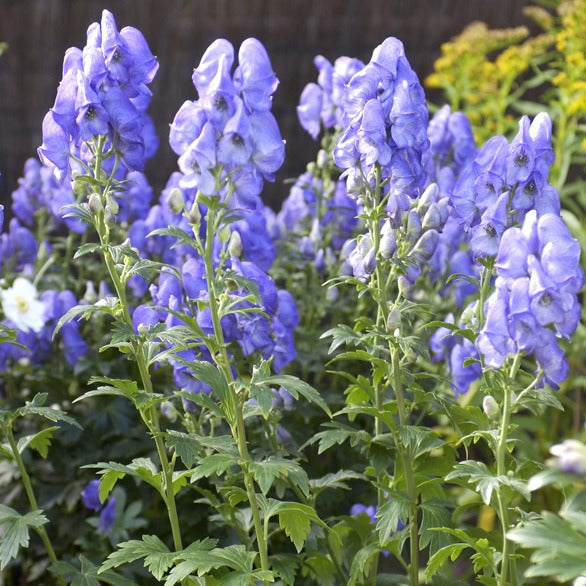 Aconit - Aconit d'automne Arendsii - Aconitum carmichaelli Arendsii