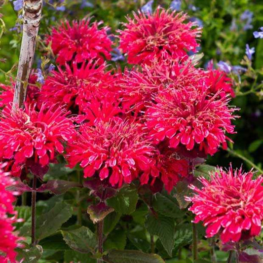 Monarde Bee Happy ® - Bakker