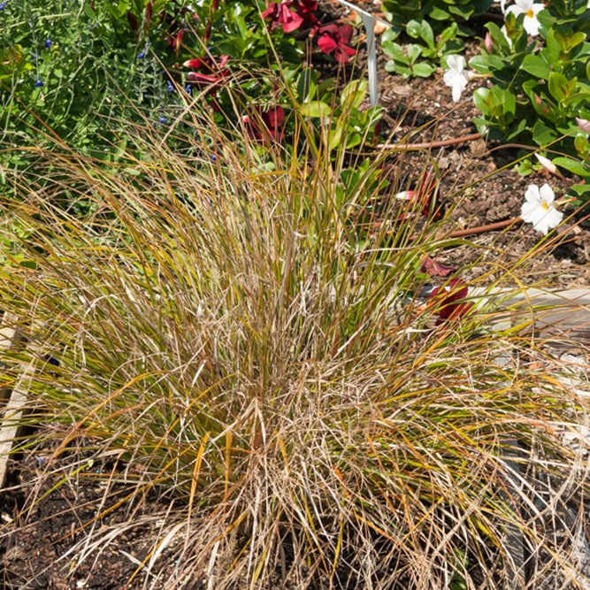 Stipa arundinacea - Stipa arundinacea - Bakker