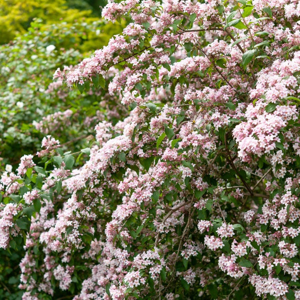 Buisson de beauté Pink Cloud - Kolkwitzia amabilis Pink Cloud - Bakker