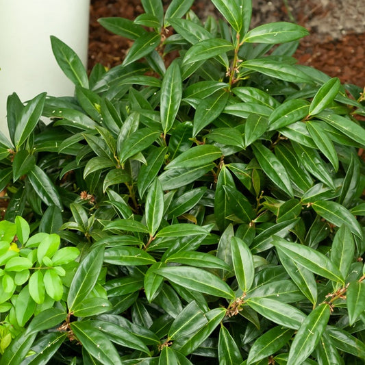 Sarcococca hookeriana humilis - Bakker
