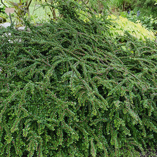 Cotoneaster rampant - Bakker