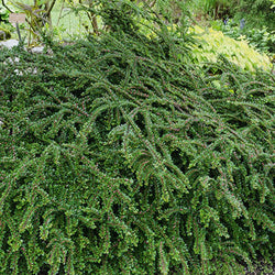 Cotoneaster rampant - Bakker
