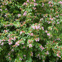 Abelia Edward Goucher - Abélia Edouard Goucher - Abélia