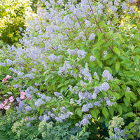 Bakker - Céanothe Gloire de Versailles - Ceanothus delilianus gloire de versailles - Plantes d'extérieur