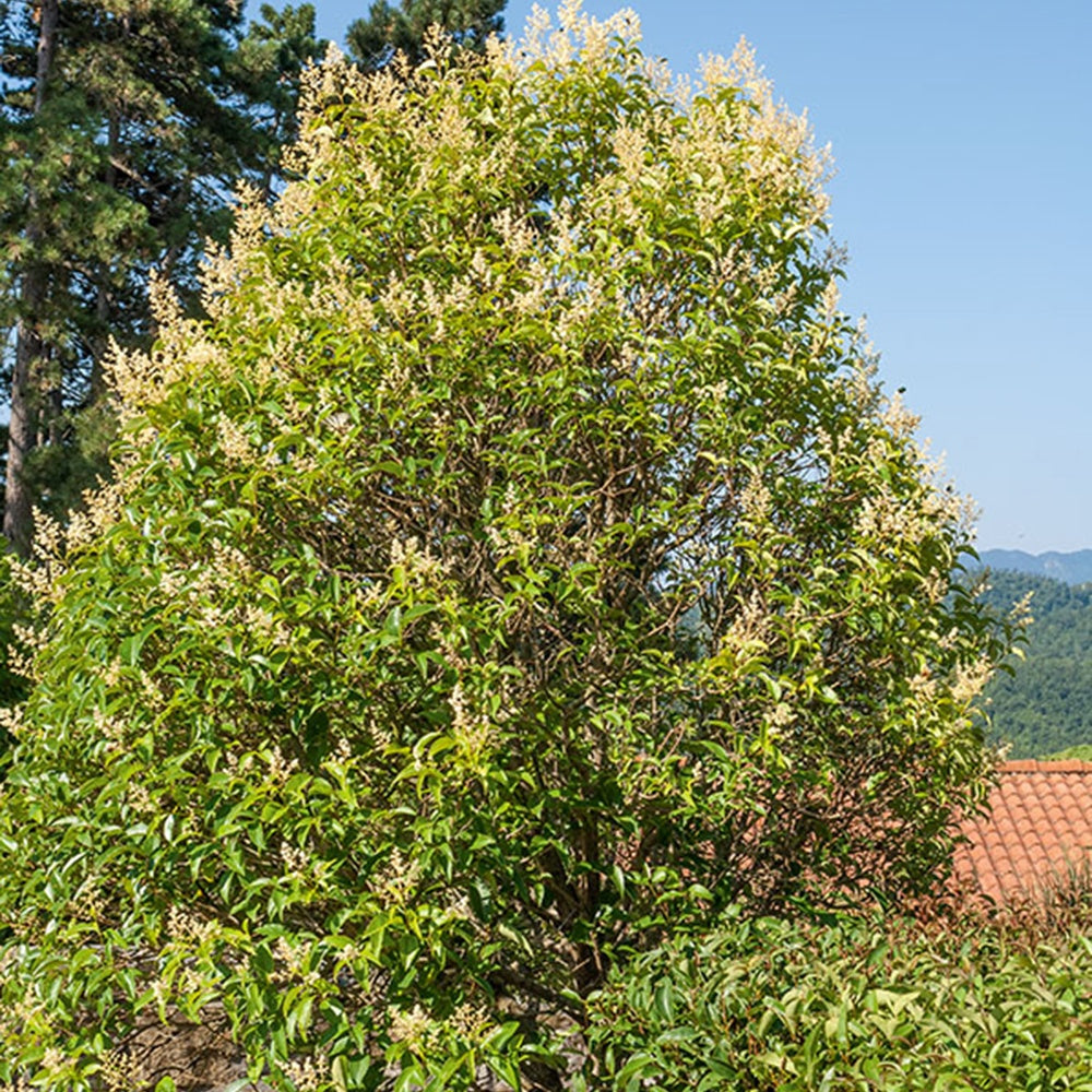 Troène commun - Bakker