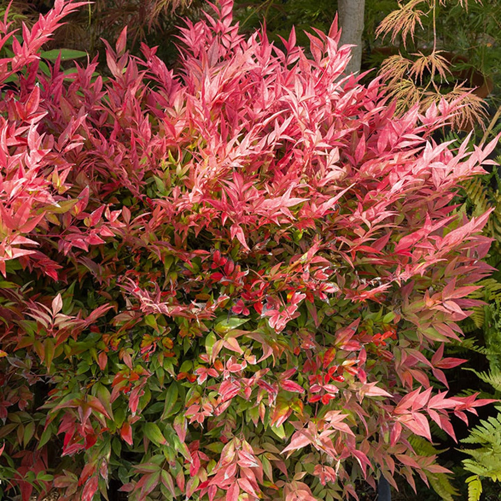 Plantes à feuillage persistant - Bambou sacré orange cuivre - Nandina domestica Gulf Stream