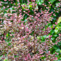 Lophomyrtus ralphii Purpurea Nana - Bakker