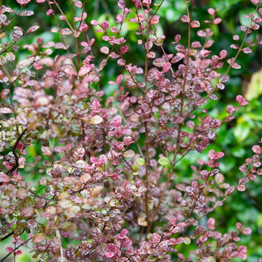 Lophomyrtus ralphii Purpurea Nana - Bakker