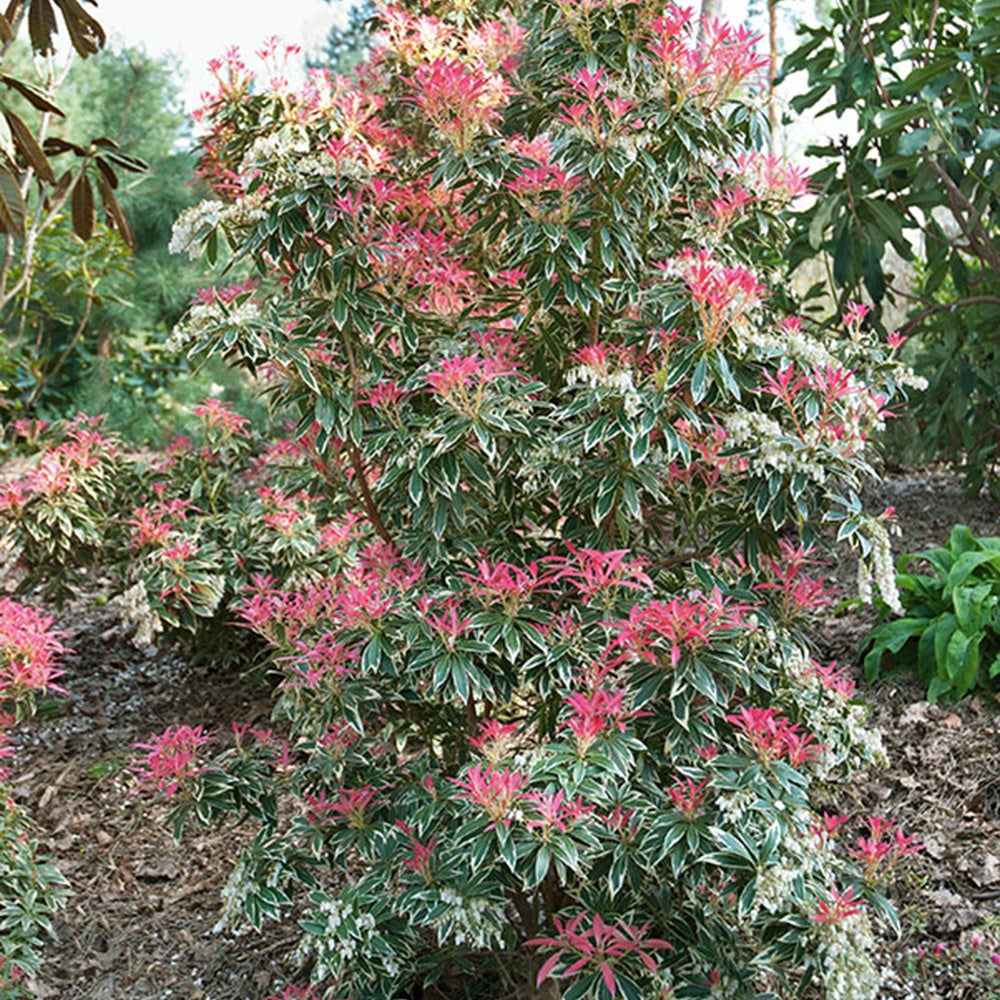 Bakker - Andromède Flaming Silver - Pieris 'flaming silver' - Terrasses et balcons