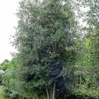 Chêne vert - Quercus ilex - Bakker
