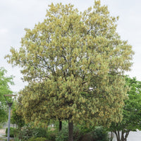 Chêne - Chêne vert - Quercus ilex