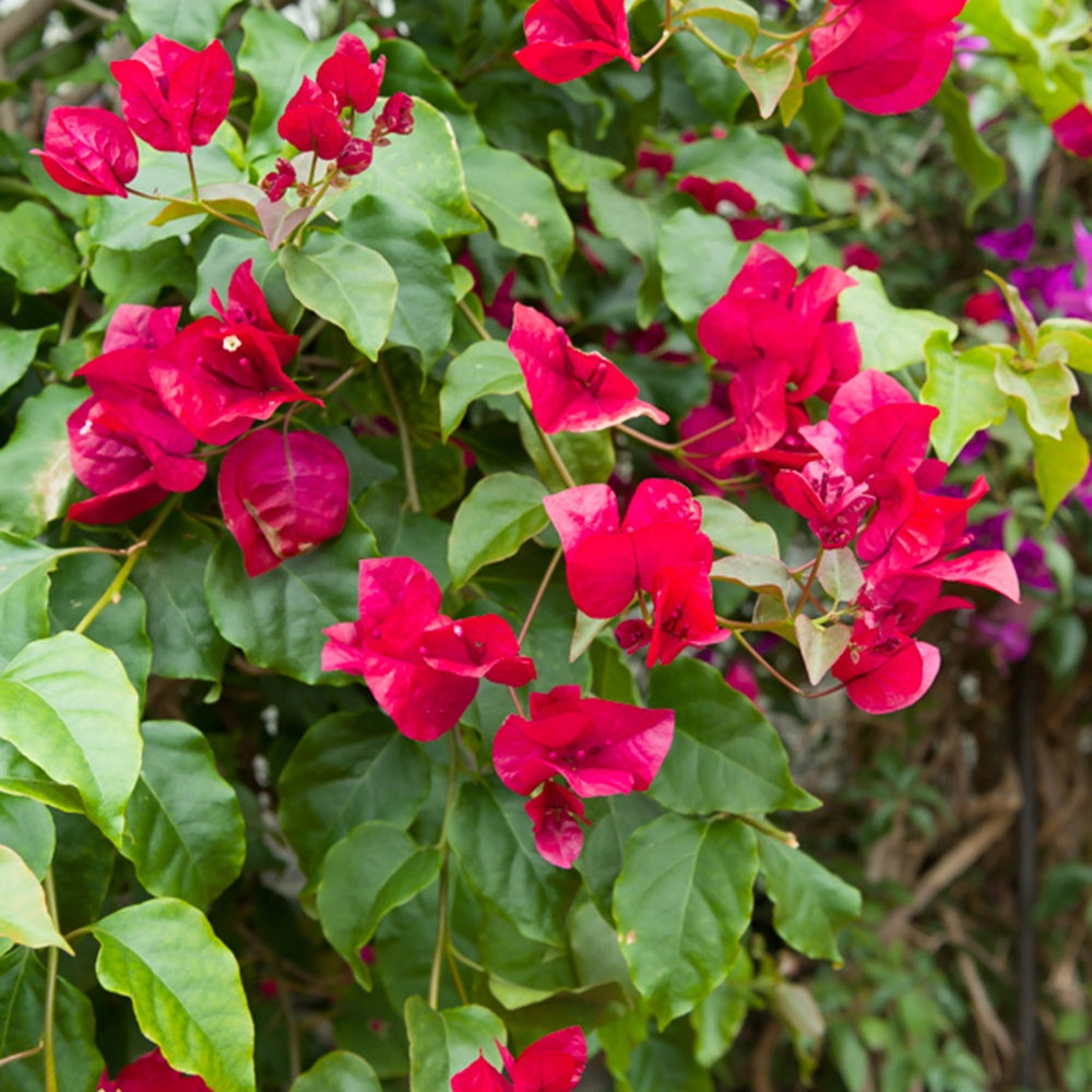 Bougainvillier - Bougainvillier Rouge - Bougainvillea red