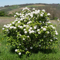 Viburnum carlesii - Viorne de Carle - Viornes