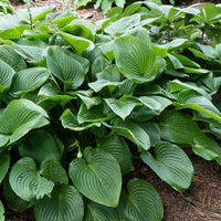 Hosta elata - Hosta elata - Bakker