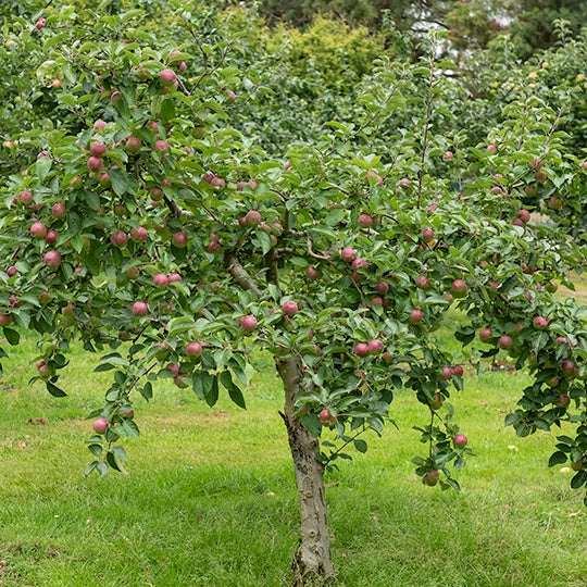 Pommier Melrose - Bakker