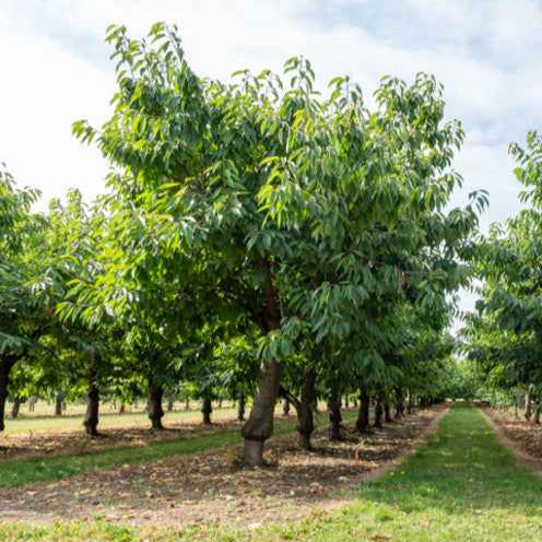 Cerisier Bigareau Van - Prunus avium bigareau van - Bakker