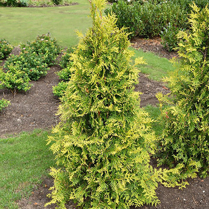 Bakker - Thuya d'Occident Golden Smaragd - Thuja occidentalis golden smaragd - Plantes d'extérieur