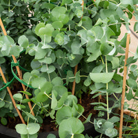 Eucalyptus cendré Silver Dollar - Eucalyptus cinerea ‘silver dollar’ extra - Bakker