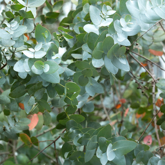 Bakker - Eucalyptus cinerea Silver Dollar - Eucalyptus cinerea ‘silver dollar’ extra - Plantes d'extérieur
