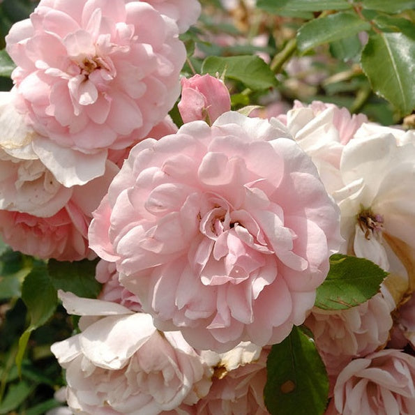 Bakker - Rosier Bonica 82® - Rosa Bonica 82 ® - Par variété