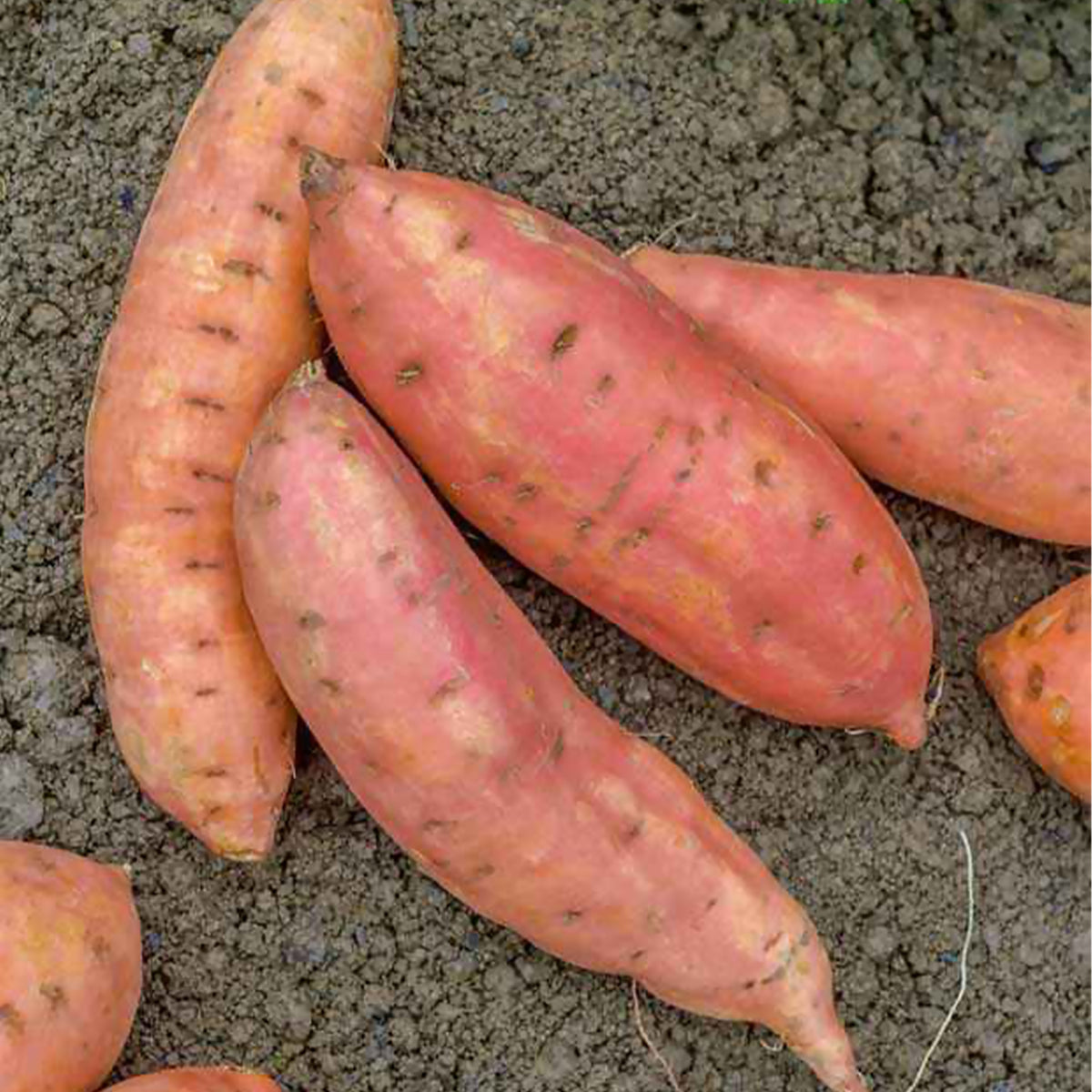 Plant Patate douce - Bakker