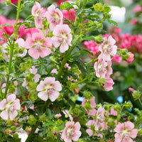 Mauve du Cap - Anisodontea capensis - Bakker
