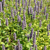 Agastache Black Adder - Agastache 'black adder' - Bakker