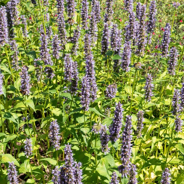 Agastache Black Adder - Bakker