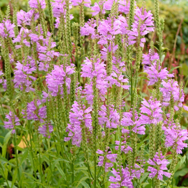 Cataleptique Bouquet Rose - Physostegia virginiana 'bouquet rose' - Bakker
