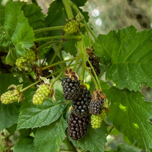 Bakker - Mûre Thornless - Rubus fruticosus 'thornfree' - Fruitiers