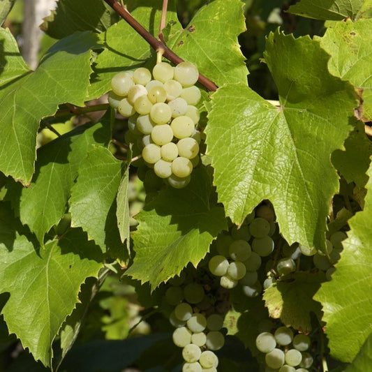 Vigne Bianca - Vitis 'bianca' - Fruitiers