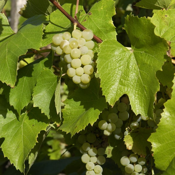 Vigne Bianca - Bakker
