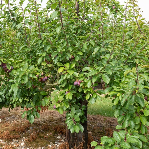 Bakker - Prunier Stanley - Prunus domestica 'stanley' - Arbres fruitiers