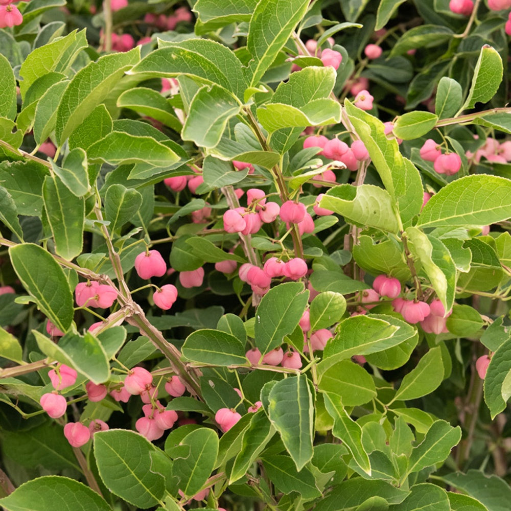 Bakker - Fusain de Chine Euonymus phellomanus - Euonymus phellomanus - Plantes d'extérieur