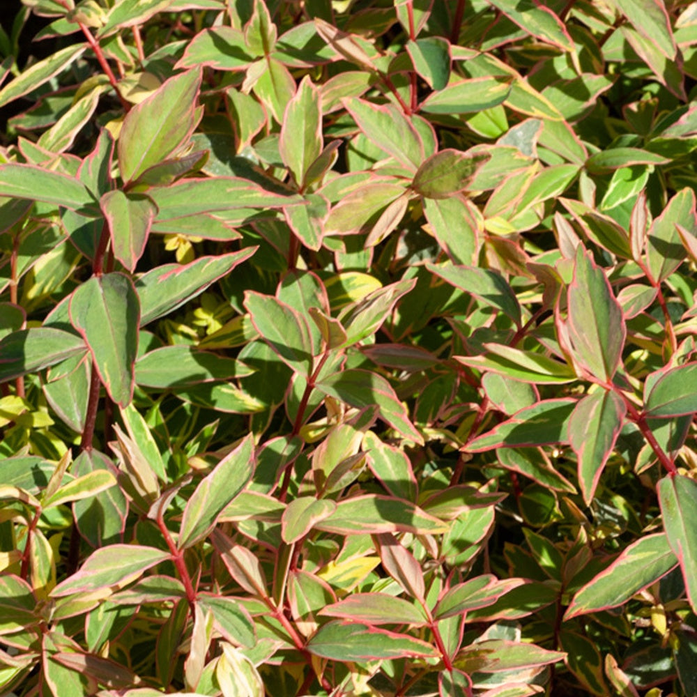 Bakker - Millepertuis de Moser Tricolor - Hypericum x moserianum 'tricolor' - Plantes d'extérieur