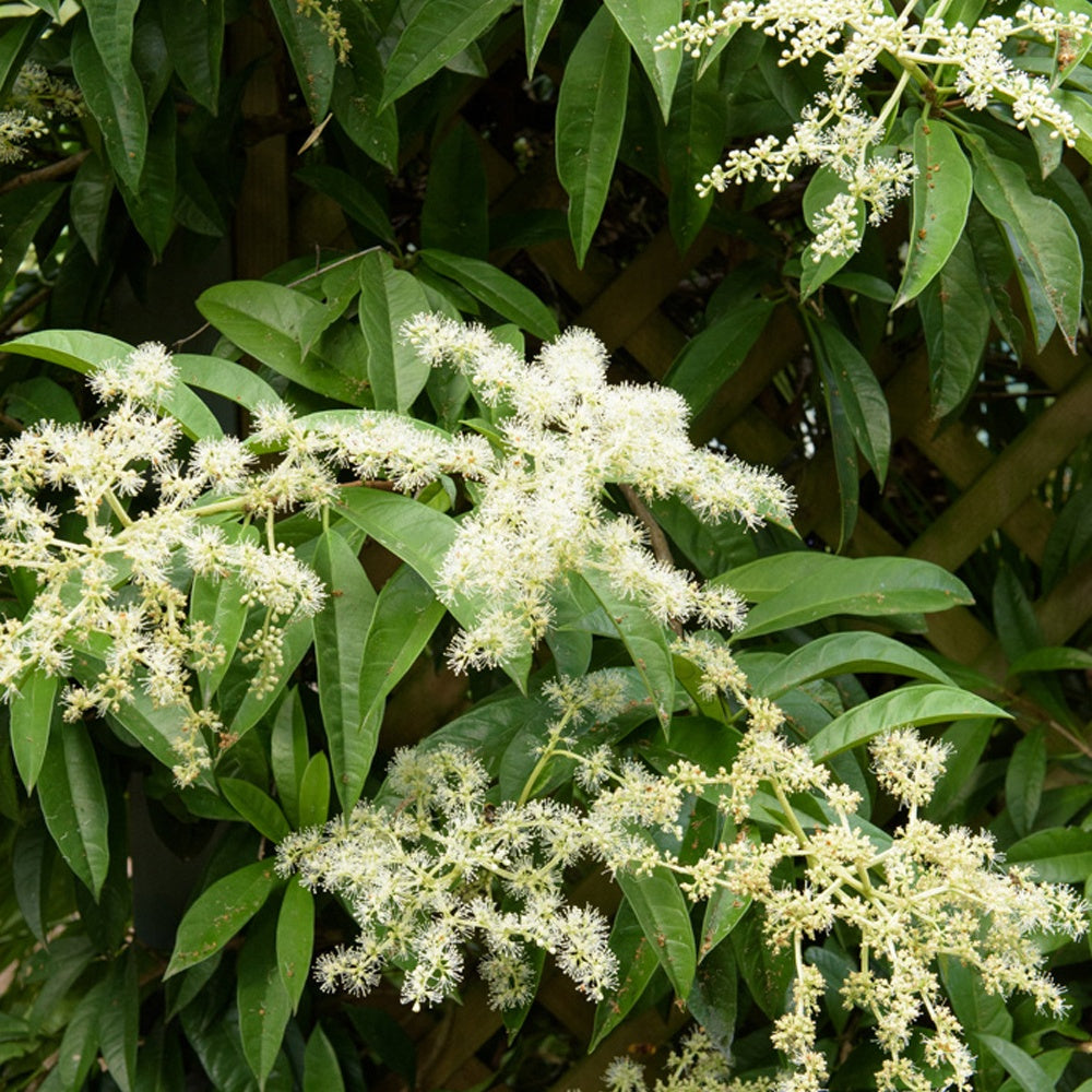 Bakker - Piléostégia à feuilles de viorne - Pileostegia viburnoides - Arbustes et vivaces
