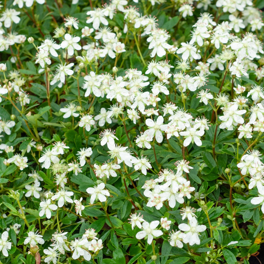 Bakker - Potentilla tridentata Nuuk - Potentilla tridentata 'nuuk' - Plantes d'extérieur