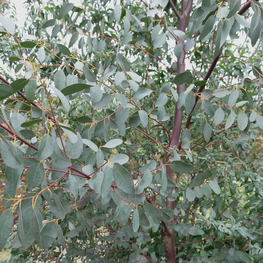 Eucalyptus parviflora - Eucalyptus parviflora - Plantes d'extérieur